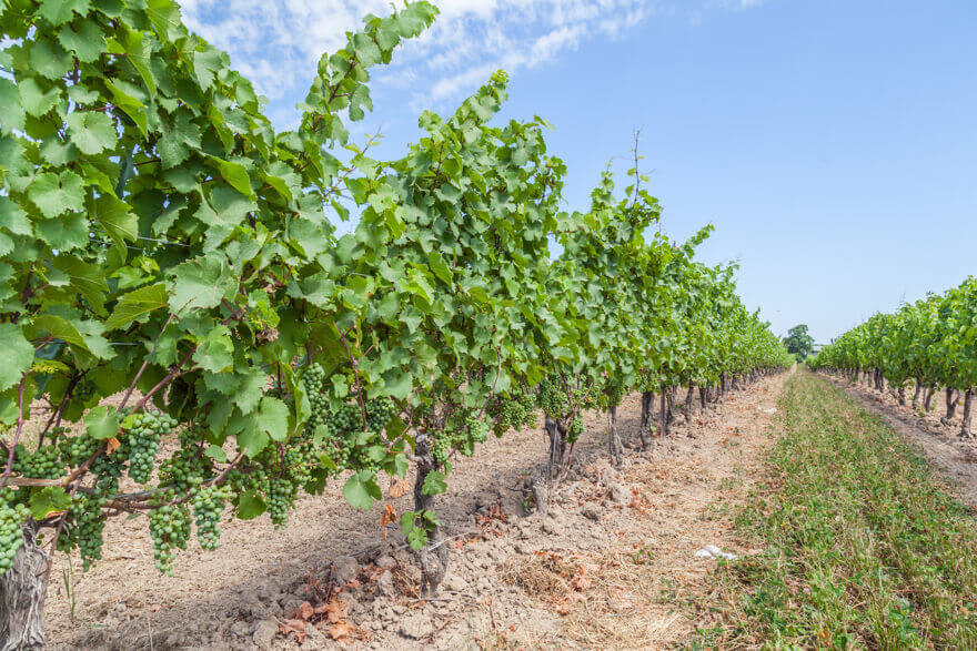 wine tour date ideas