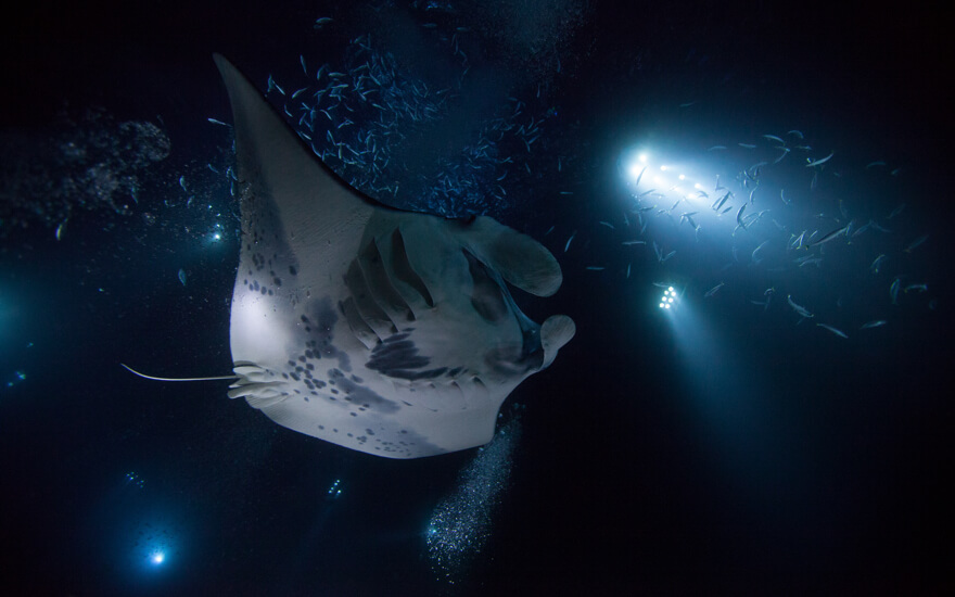 manta ray night snorkel