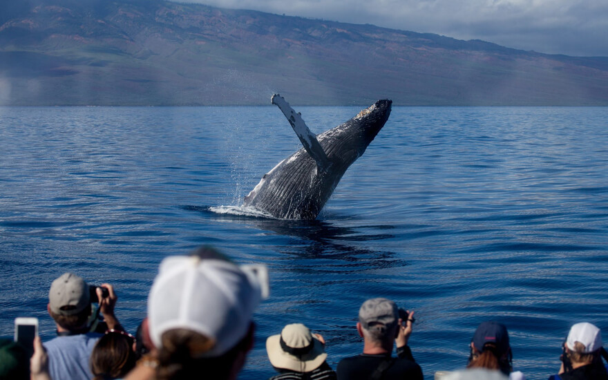 whale watching maui