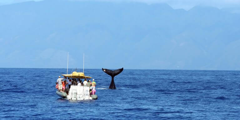 whale watching oahu