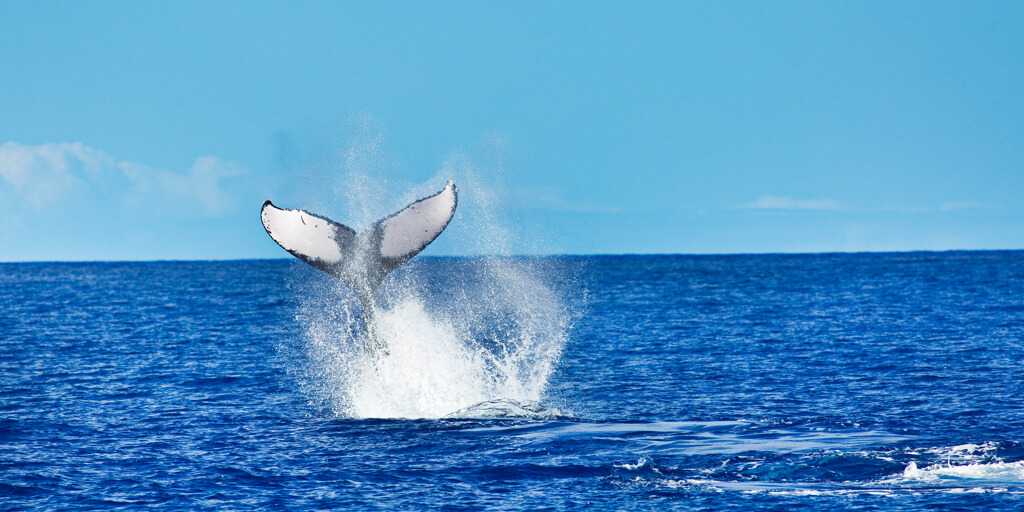 big island whale watching