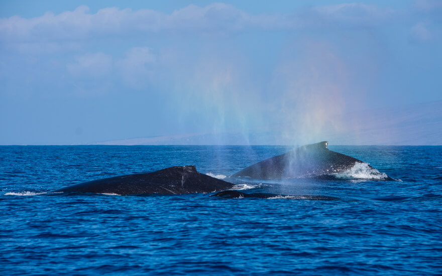 Best Dolphin & Whale Watching On Oahu - Hijinks