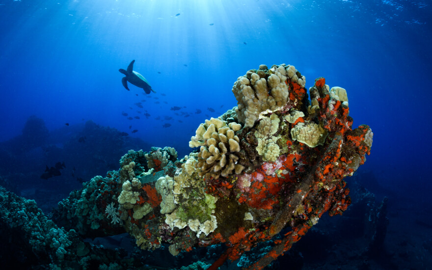 maui cruise excursions