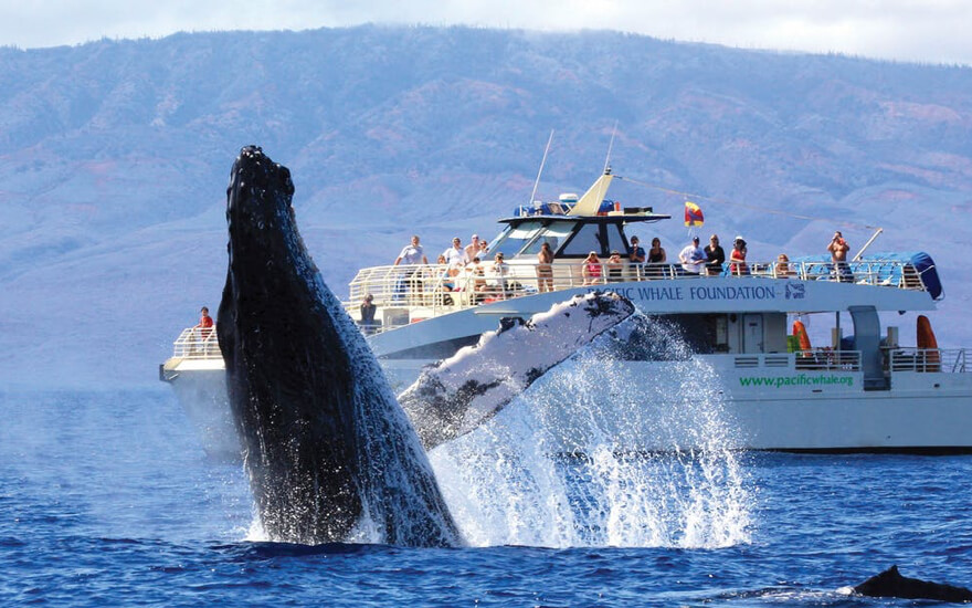 best whale watching maui tour