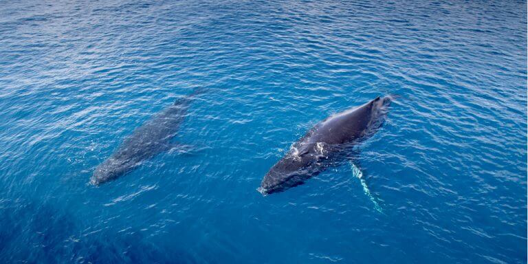 Best Maui Whale Watching Tours And Cruises