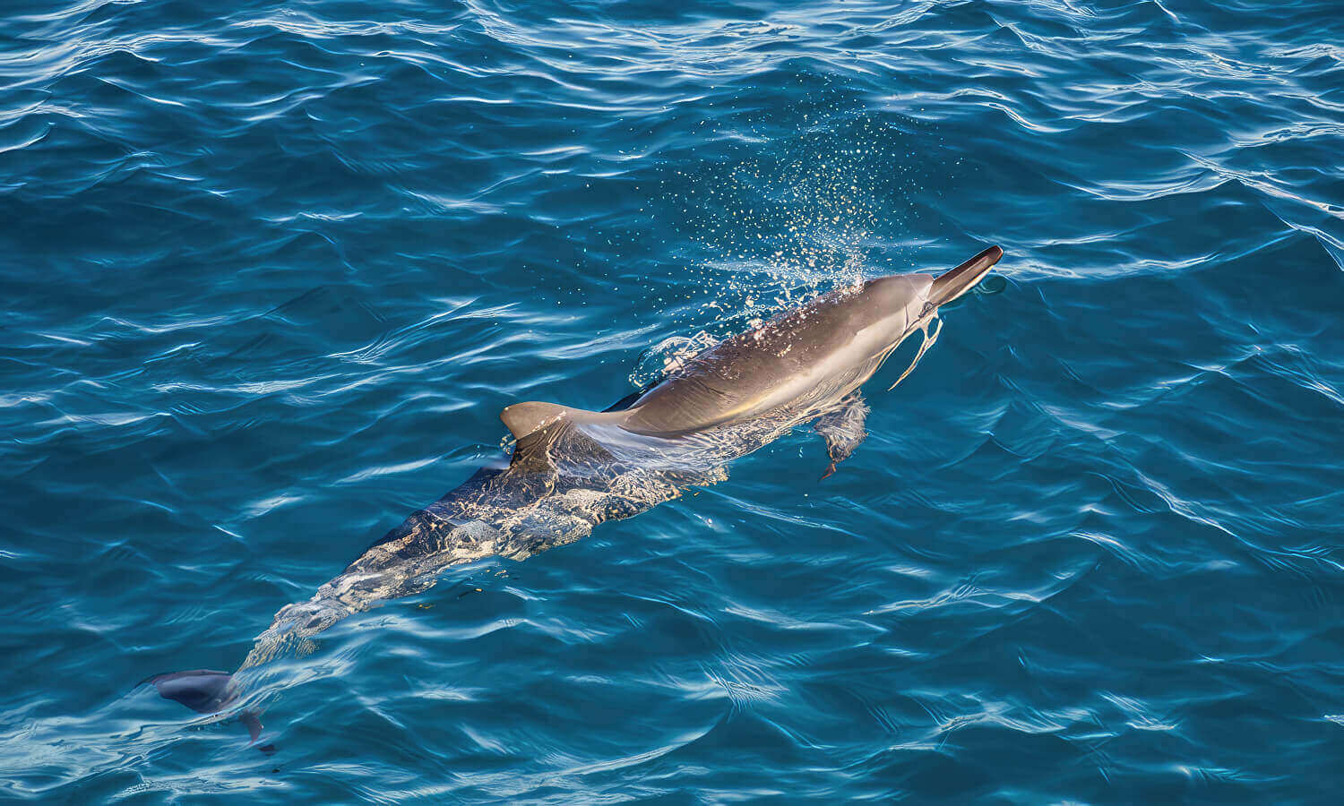 Oahu Hawaii Dolphin Tour