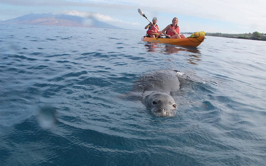 kayaking with seal