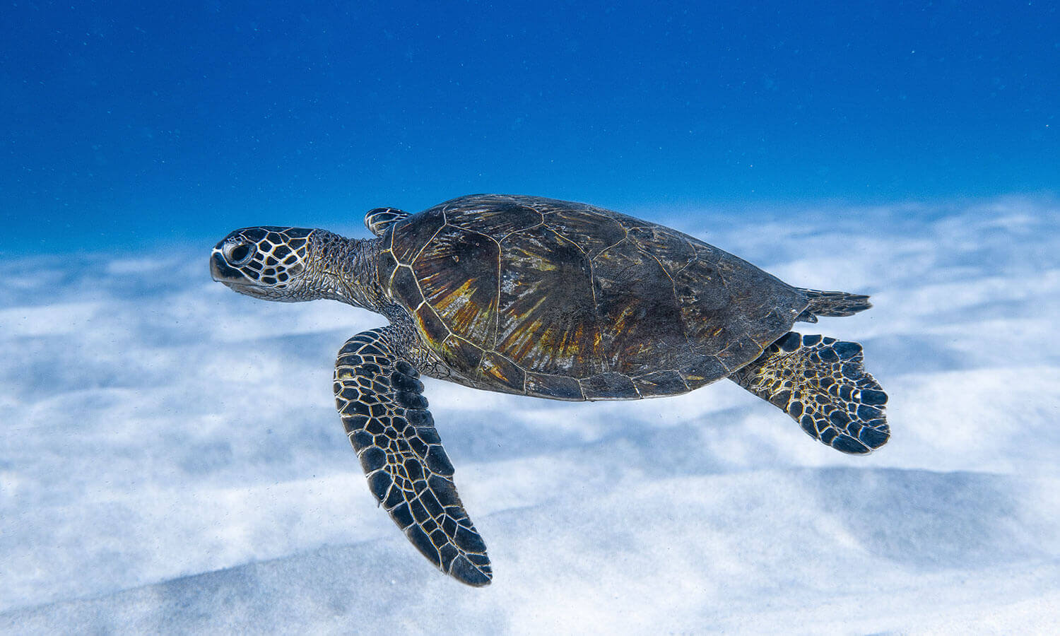 Sea Turtle under water on St. Thomas snorkel tour