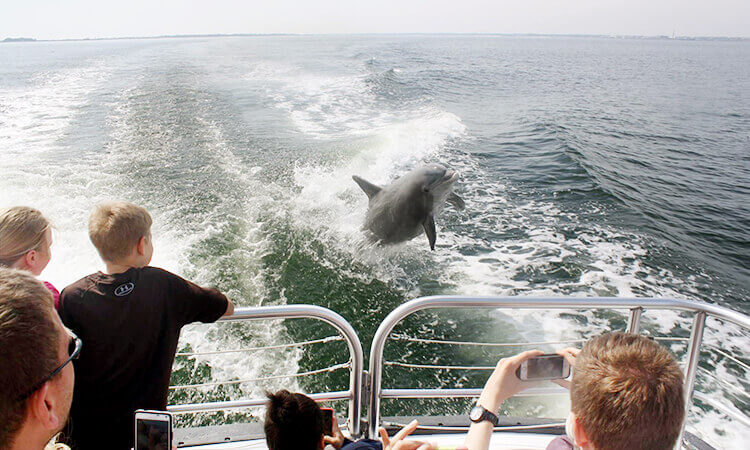 Daily Dolphin Cruise