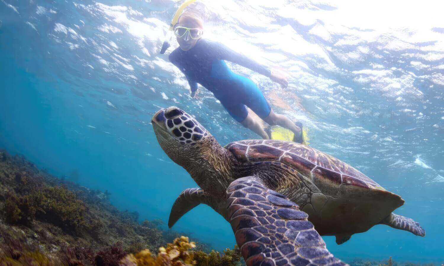 Viewing Sea Turtles in Hawaii on a snorkeling tour