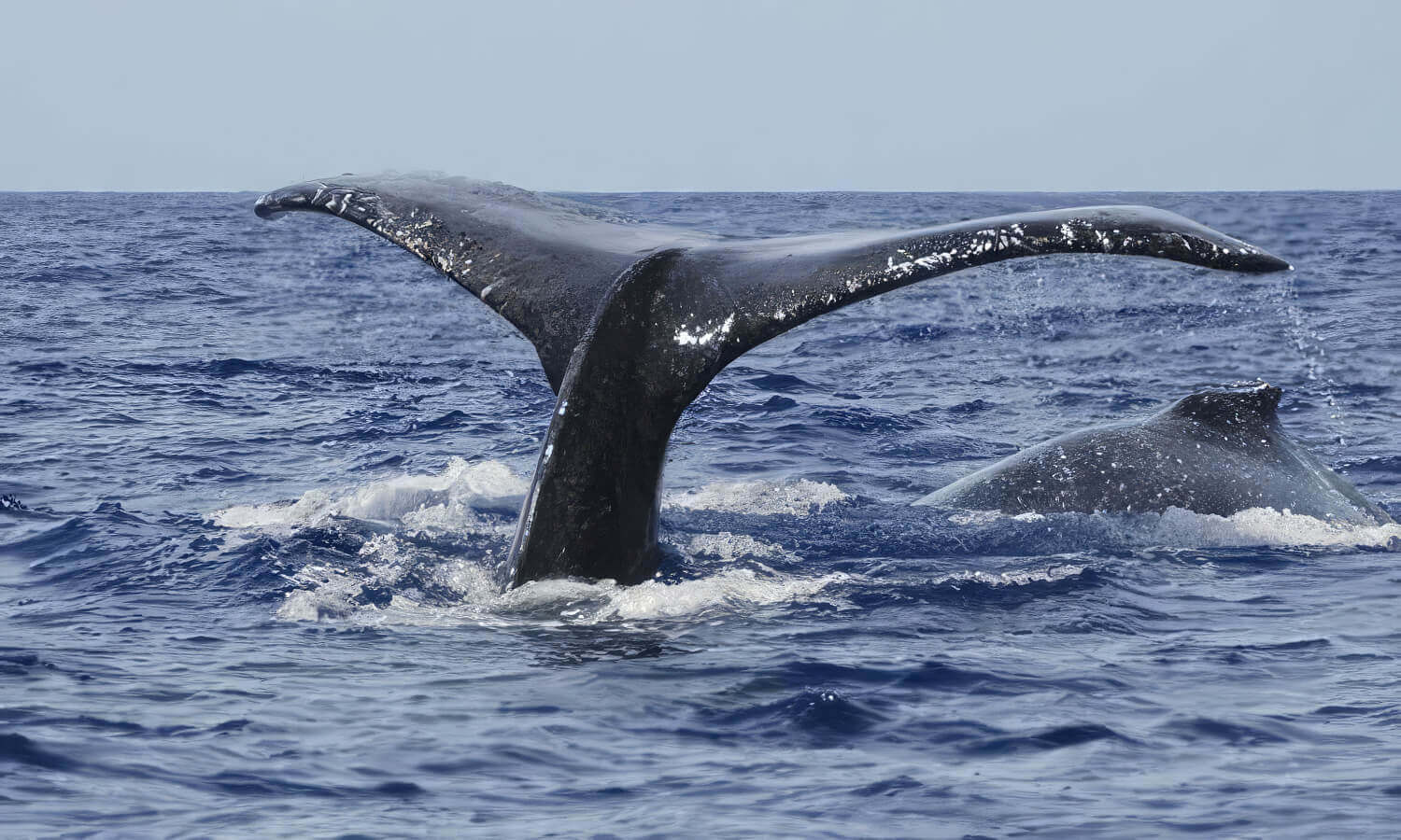 Whale Watching in Oahu Hawaii