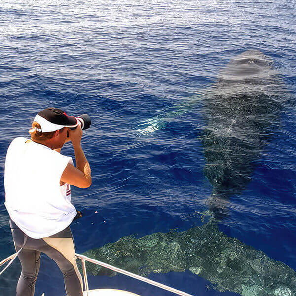 Humpback Whale off the coast of Kona, Hawaii