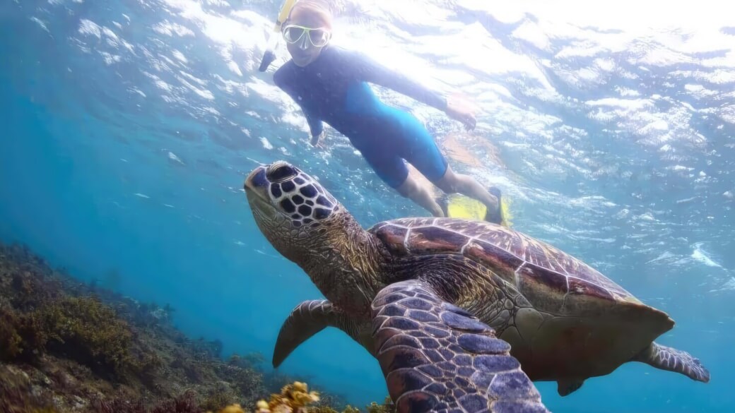 Viewing Sea Turtles in Hawaii on a snorkeling tour