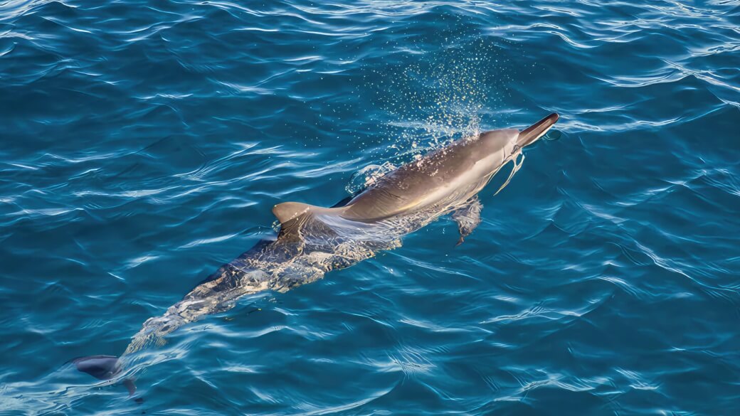 Dolphin viewing off the coast of Oahu, Hawaii