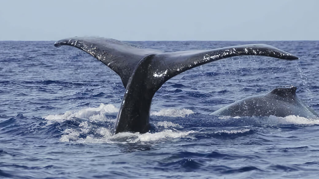 Whale Watching in Oahu Hawaii