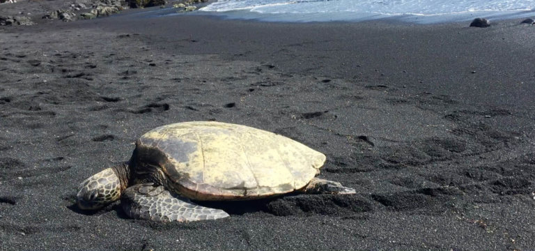 Sea Turtle on Black Sand Beach near Kona Hawaii