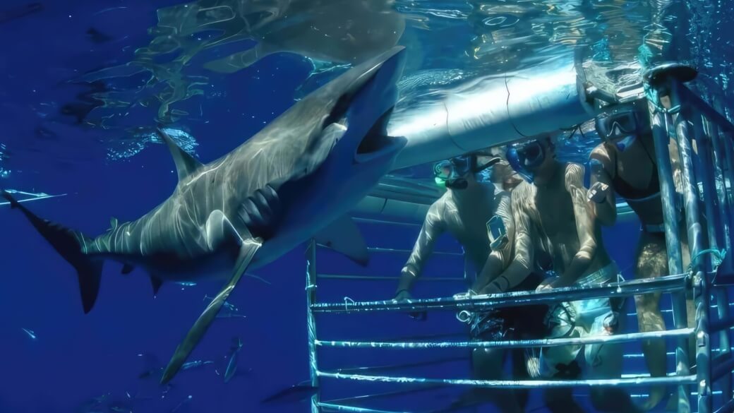 Shark Cage Diving Oahu Hawaii